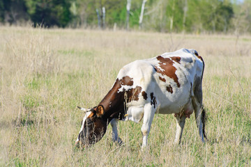 Red-haired motley cow grazing in the meadow