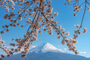 Fototapety  Zbliżenie śnieg pokryte Mount Fuji (Mt. Fuji) z tłem błękitnego nieba w różowych kwiatach wiśni sakura wiosenny słoneczny dzień. Jezioro Kawaguchiko, miasto Fujikawaguchiko, prefektura Yamanashi, Japonia
