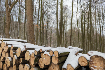 close up of firewood logs covered in snow in the forest