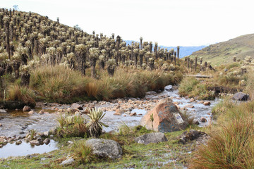 Páramo with frailejónes in the Sierra Nevada del Cocuy, Colombia