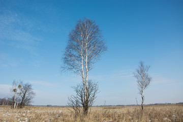 Birches in the meadow with dry grasses, snow and blue sky
