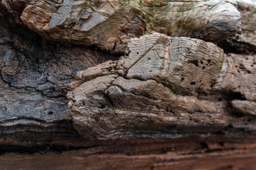 Holzmaserung - Borkenkäfer
