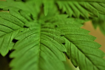 Cannabis leaf