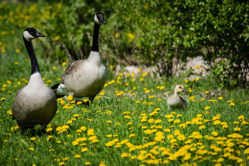 Canada Geese