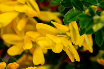 gorse yellow flower