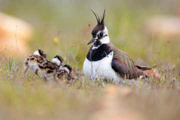 Bird near little chicks between green grass on blurred background in Belena Lagoon, Guadalajara, Spain