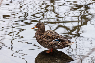 Mallard shaking its head after cleaning sitting on a rock in a pond