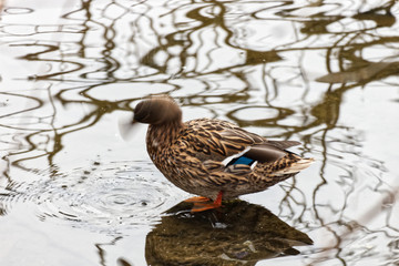 Mallard shaking its head after cleaning sitting on a rock in a pond