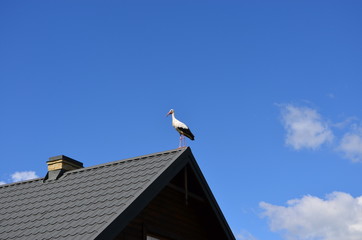 Stork.