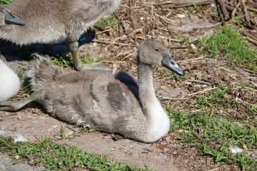 Swan chick at Lake Maggiore, Italy