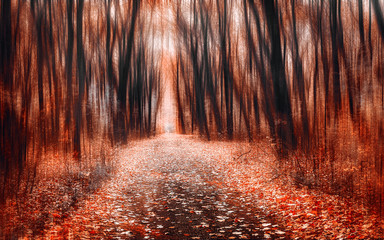 the road through the dramatic forest