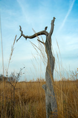 Old dead tree among dry grasses