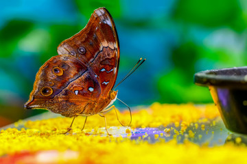 Closeup   beautiful butterfly sitting on flower.  Doleschallia bisaltide © blackdiamond67