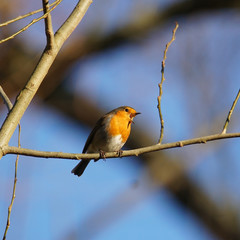 Fototapeta premium Eurasian robin singing