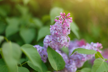 Lilac Syringa vulgaris in the spring park. Soft selective focus. Copy space