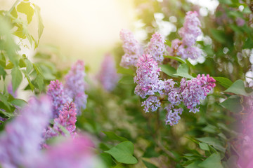 Obraz premium Lilac Syringa vulgaris in the spring park. Soft selective focus. Copy space