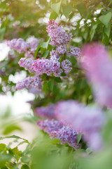 Obraz premium Lilac Syringa vulgaris in the spring park. Soft selective focus. Copy space