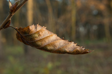 Brown coiled autumnal leaf