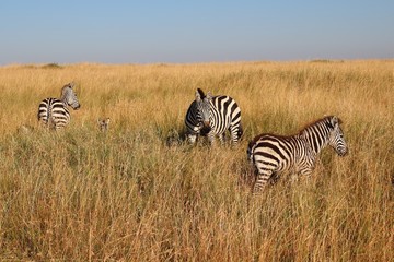 Zebras in the high grass of the Maasai Mara