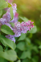 Naklejka na ściany i meble Lilac Syringa vulgaris in the spring park. Soft selective focus. Copy space