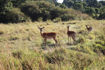 Naklejka premium Group of female Impalas in the Masai Mara