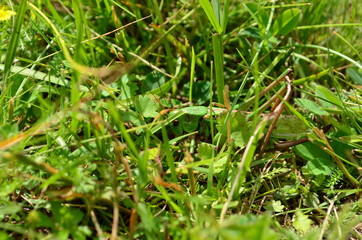 Grass.