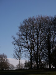 Fototapeta na wymiar Bare trees in silhouette in winter time