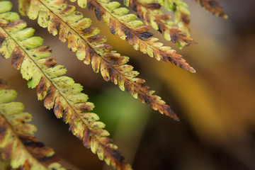 Leaves of a drying fern - closeup