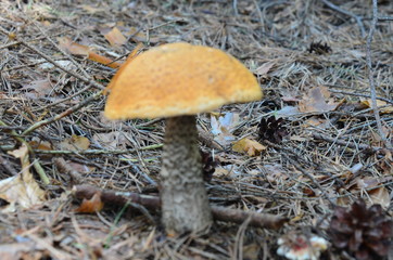Edible fungi.