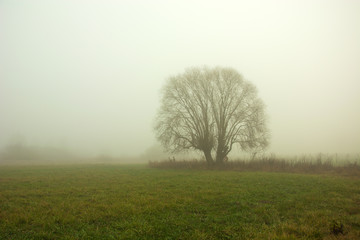 Obraz na płótnie Canvas Large willow tree growing in a meadow in the fog