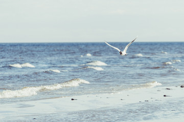 Flying seagull on the coast of ocean, water waves background