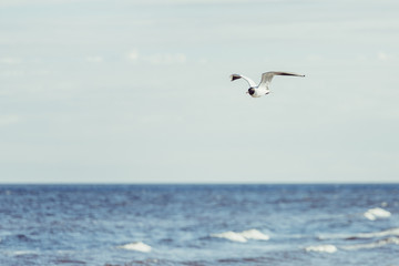 Fototapeta na wymiar Seagul flying near ocean