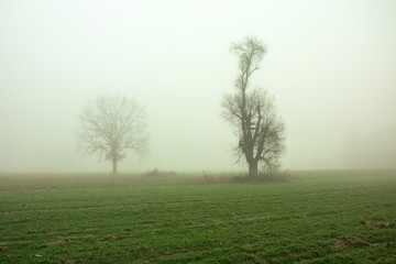 Fototapeta na wymiar Trees in the mist growing on a field