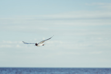 Seagul flying near ocean