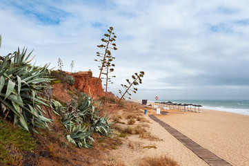 tree on the beach