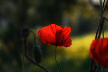 Obraz premium czerwone maki w polu