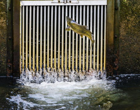 Chinook Salmon Jumping Issaquah Hatchery Washington