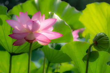 Fototapeta premium Lotus