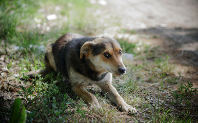 Beautiful dog on nature with sad eyes. Domestic animals in the nursery. Stock photo