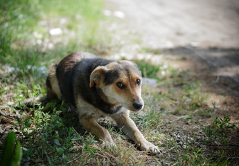 Beautiful dog on nature with sad eyes. Domestic animals in the nursery. Stock photo