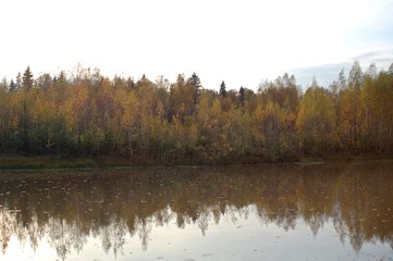 lake forest summer clear water beautifully warm swim green grass