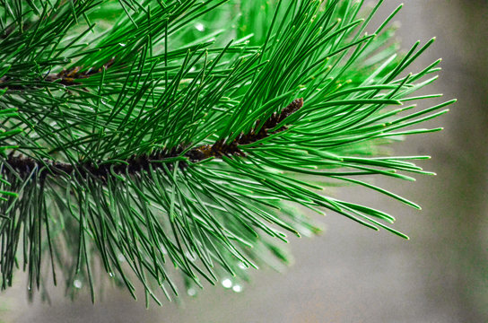 Macro pine tree © Laura Ashley Photo