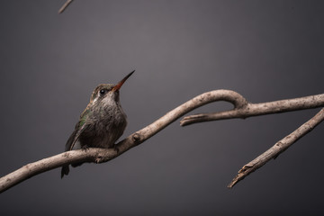 Colibri © Happy Paws Pet Photo