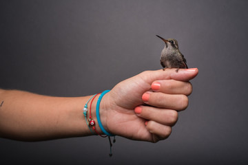 Colibri © Happy Paws Pet Photo