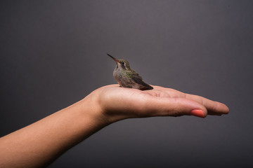 Colibri © Happy Paws Pet Photo