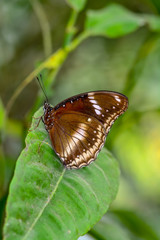 Closeup   beautiful butterfly sitting on flower.  Eggfly 