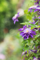 Beautiful purple clematis flowers on sunny blurred background.