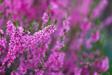 Spring tender pink flowering branches with blurred background
