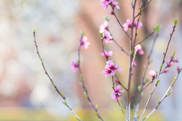 Beautiful blooming spring peach branch with blurred bokeh background, copy space