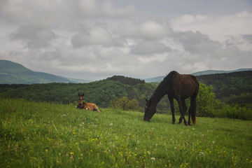 Horse and foal grazing in the background of mountains on pazdbische
